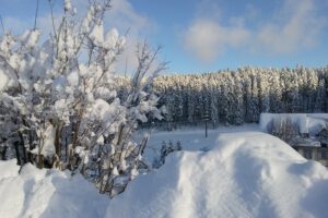 Eisenbach-2020-2021-Winterlandschaft-Winter-Busch