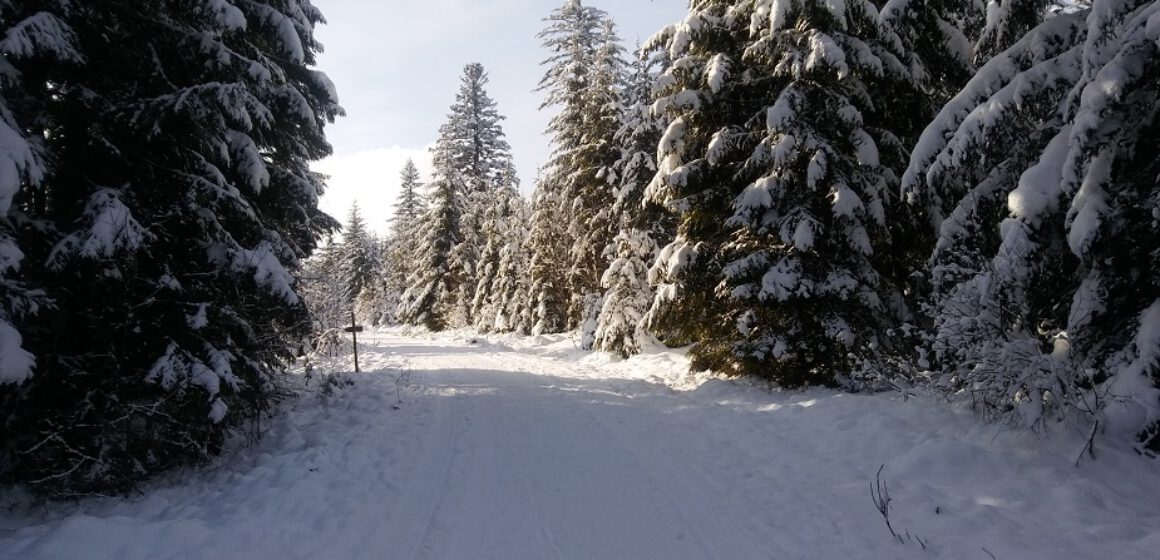 Eisenbach-2020-2021-Winterlandschaft-Winter-Wald