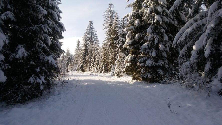 Eisenbach-2020-2021-Winterlandschaft-Winter-Wald