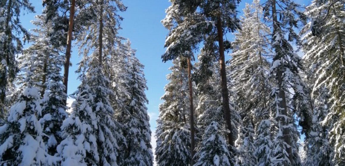 Eisenbach-2020-2021-Winterlandschaft-Winter-Wald-Hochformat