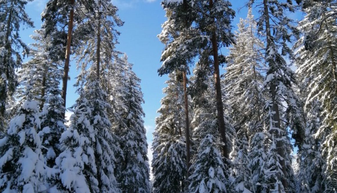 Eisenbach-2020-2021-Winterlandschaft-Winter-Wald-Hochformat