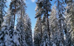 Eisenbach-2020-2021-Winterlandschaft-Winter-Wald-Hochformat