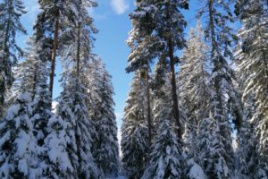 Eisenbach-2020-2021-Winterlandschaft-Winter-Wald-Hochformat