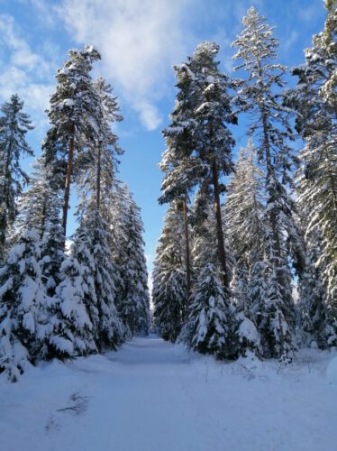 Eisenbach-2020-2021-Winterlandschaft-Winter-Wald-Hochformat