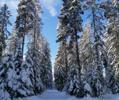 Eisenbach-2020-2021-Winterlandschaft-Winter-Wald-Hochformat